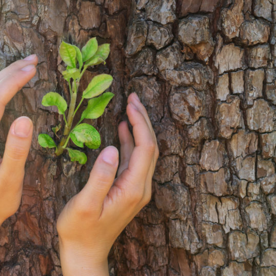 Girl holds her hands in protection gesture for saving little branch with green leaves against the background made of tree trunk on bright sunlight. Concept of nature protection and environment save.